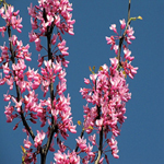 HuffmanEdna's profile picture. The secret of success lies not in doing your own work, but in recognizing the right man to do it.-Andrew Carnegie