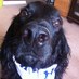 tonythedogwalker (@tonydogwalker) Twitter profile photo