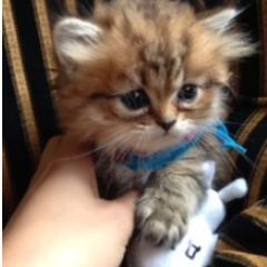 clientpartners's profile picture. 女性スタッフだけの便利屋クライアントパートナーズ☆
私達は困った時の友人として、お客様の強い見方でありたいと考えております。女性ならではのキメきめ細かいサービスを365日24時間、緊急対応致します。お気軽にご連絡ください☆