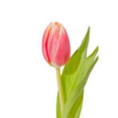 You're happiest while you're making the greatest contribution.-Robert F. Kennedy