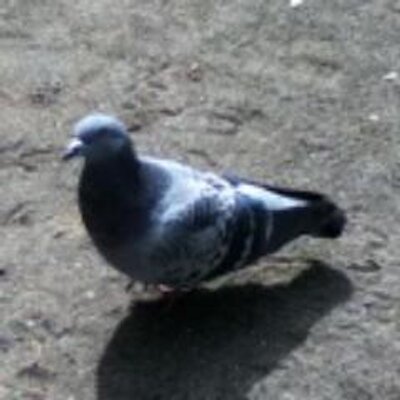 tkishiya's profile image