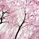 rose dey (@0526atrose) Twitter