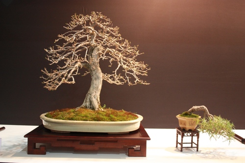 Bonsai alrededor el mundo. Todo sobre bonsai.