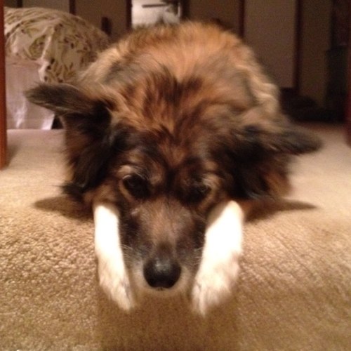 PawsterMom's profile picture. 