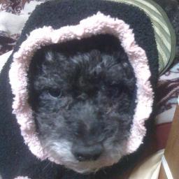 mahimahina's profile picture. SLとFF14ぐらいしかやっていません。
ゲームとうちの怪獣のこと、仕事のこともつぶやくかな。
よーすくおながーしもーす！