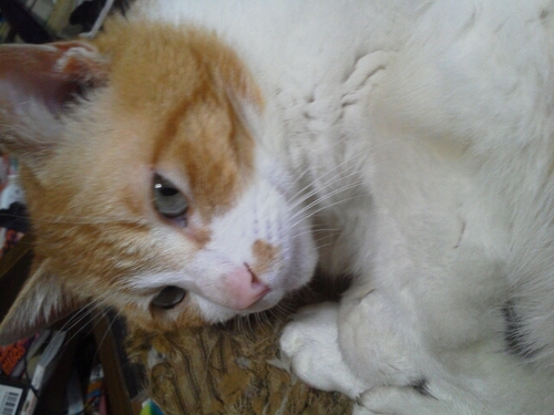 jamproject1229's profile picture. ネコ好きで札幌に住んでます(^_^)