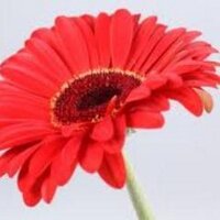 online bloemen weurt (@onlinebloemen1) 's Twitter Profile