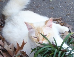 ginnywho's profile picture. wife, mom, animal lover, educator, knitter, reader, walker, gardener, green