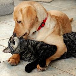 Keep in mind that animals have human instincts, If you have abused an animal now is a second chance to make it right and turn your life around. #TeamFollowBack