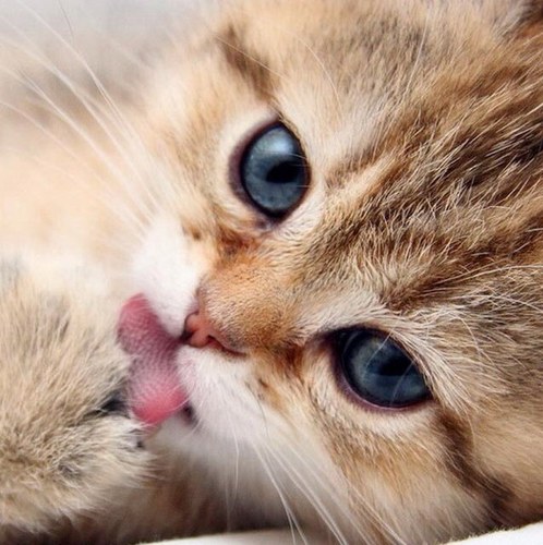 Ing_Parada's profile picture. 