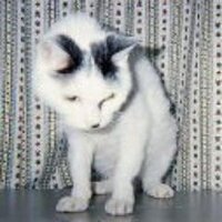 シルバー・レイ (@silverray55) 's Twitter Profile