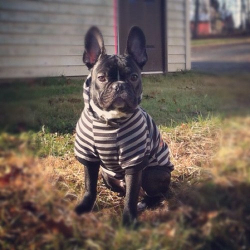 just a dog, livin' the dream