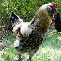 wickedAbsaroka's profile picture. 