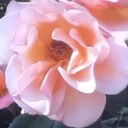 Crystal Ritchie - @darlingritchie - Twitter