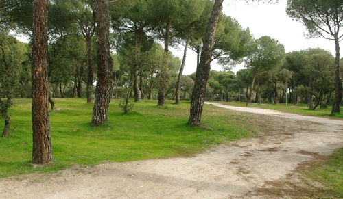 MjdhdRunners's profile picture. El punto de encuentro de los Corredor@s Populares de Majadahonda