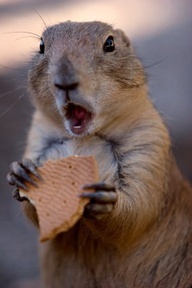 I love nuuuuuuttttts!