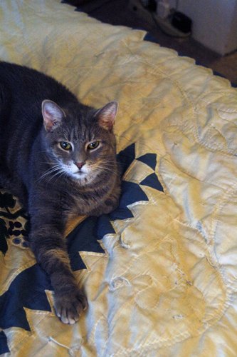 BagheeraGato's profile picture. My name is Bagheera and I am a diabetic cat who needs two shots of insulin a day. But I am just as loving, playful, and fun as a cat who doesn't!