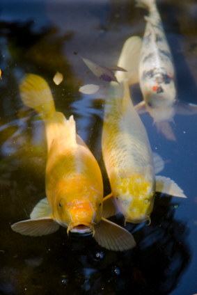 Koi Fish Information is the premier guide to the Koi Fish Hobby. Learn how to properly care for your Koi fish and Koi pond.