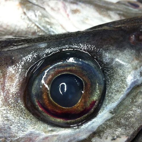 connollysfishco's profile picture. Fresh fish direct from our family trawlers landing in Clogherhead. Tweets by Stevie.