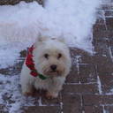 frances mcmahon - @frangm999 - Twitter