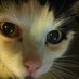 iggymeister (@iggymeistercat) Twitter profile photo