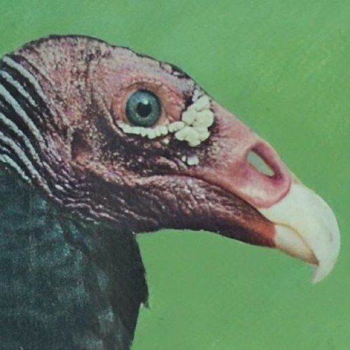 twkua's profile picture. a noise pop band. yes, really the two can mix.