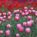 Anna Christie - @amchristie12 - Twitter