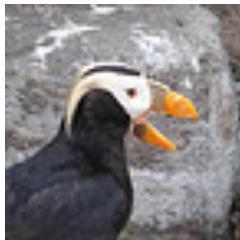 A puffin on a mission to educate the wretched people of Slum UK about the injustices being meted out to avian species by your greedy, capricious overlords.