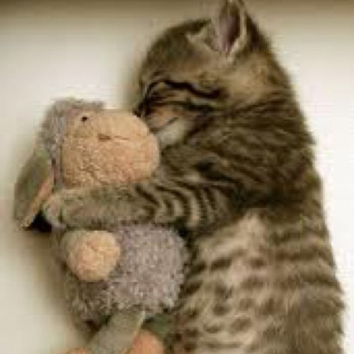 its_a_cat_life's profile picture. I enjoy playing with yarn, and tweeting about me life. #meow