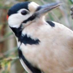I'm interested in birds and wildlife and try to get nice wildlife photos