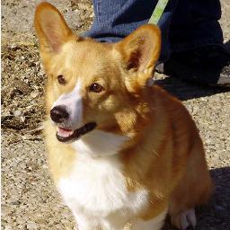 Pembroke Welsh Corgis will one day rule the world.