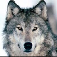 WhiteFang030 (@nealhizer) 's Twitter Profile