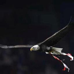 Sandrocas1's profile picture. SLBenfica addict;
Lucifan ; Tom Ellis Fan