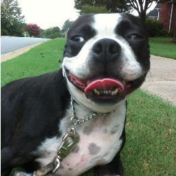 ATLDogRunner's profile picture. Atlanta Dog Runner is Atlanta's first professional dog running service! We also provide dog walking and pet sitting services. We can't wait to meet your pet!