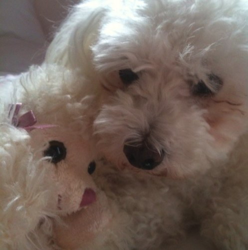 Story of my four-legged life, tea-cup sized poodle