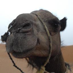 didierole's profile picture. 