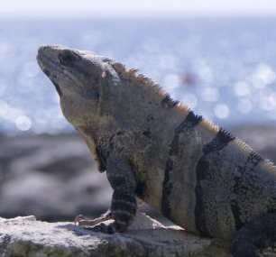 ingridlaas's profile picture. News junkie and science enthusiast. (UW-Madison alum. BA in History '87, MS in Life Sciences Communication '93.)