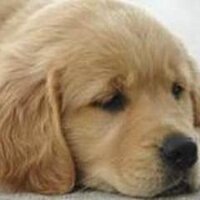 Brent Lingenfelter (@forge001) 's Twitter Profile