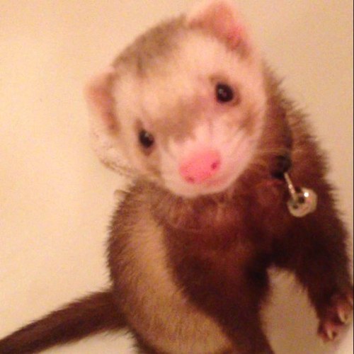 waffles_graham's profile picture. Rest peacefully Waffles Graham ❤️ January 8 2012 - March 30th 2019. he loved fruit loops, plastic cups, duck flavored treats, back scooting, and snuggles 💔