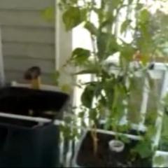 Open source software and hardware aquaponics automation solution.