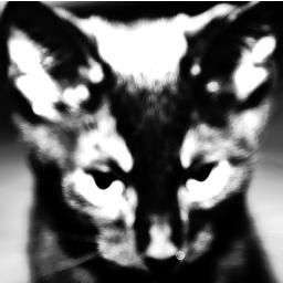 WormstheCat's profile picture. My owners friends kept bugging me to be on twitter... happy, faggots!