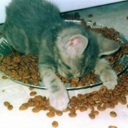 in pursuit of enticing foods
