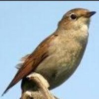 Pere.Rossinyol (@cap_al_nord) 's Twitter Profile