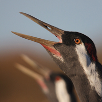 fochteloerveen's profile picture. Uniek NL veengebied waar kraanvogels broeden.  Herman Feenstra volgt ze, ik (Harke Kuipers) twitter een beetje mee. Boek: 'Wat je met rust laat, kan groeien'.