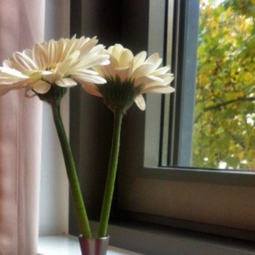 Live Your Life With Love .. Flower Passion