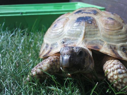 MrTurtlesLife's profile picture. 