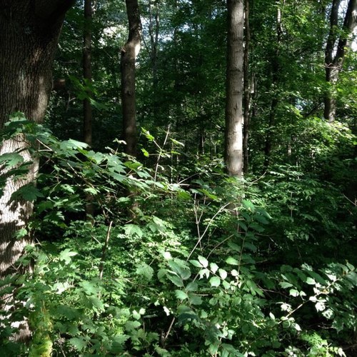 diagramofeve's profile picture. work in progress '•,•'