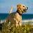 friendlydogbnb's profile image