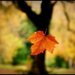 neide_jovino's profile picture. 