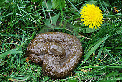 poo farts and willies